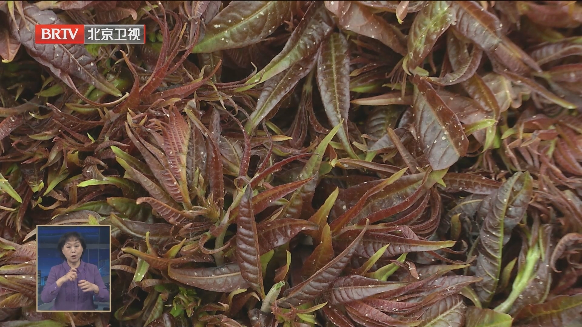 特色种植文化赋能 平谷区香椿产业推动乡村振兴 特色种植文化赋能 平谷区香椿产业推动乡村振兴