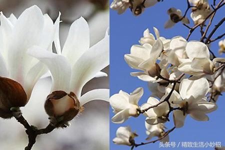 玉兰花的寓意是什么 懂得这些就能养好