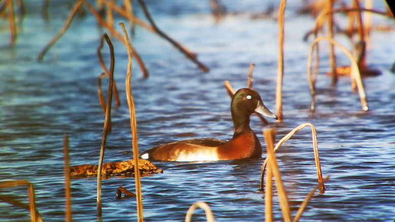 雄安新区白洋淀发现大种群数量青头潜鸭 属极危物种 雄安新区白洋淀发现大种群数量青头潜鸭 属极危物种
