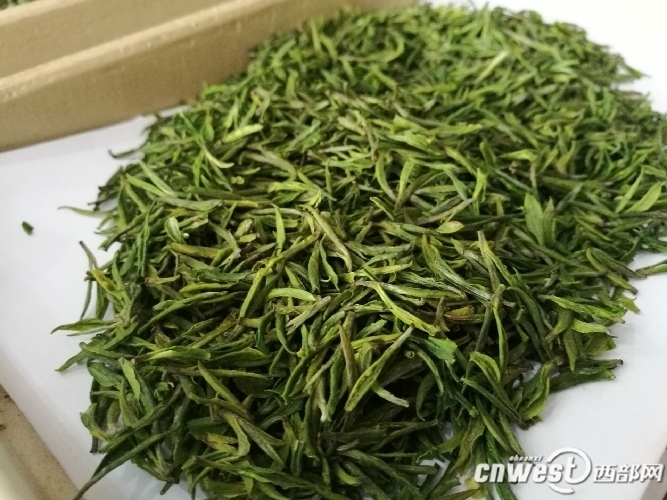 茶乡观察三:商洛绿茶品质内秀 红茶或成主导产品