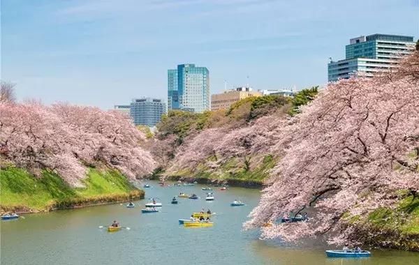 前方发来电报:2018日本樱花花期预测