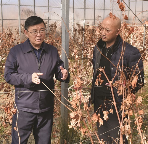 马升昌在巴宜区,米林县调研指导农牧业特色产业发展