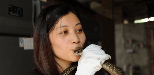 美女与蛇:家中七千条蛇,美女养蛇赚钱