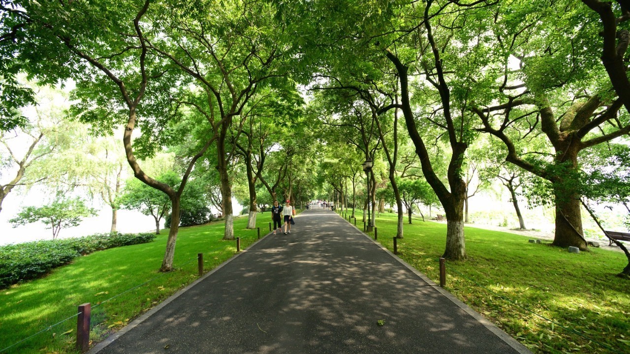 5月31日,新的柏油路面,平整干净,走在苏堤上,感知夏意!