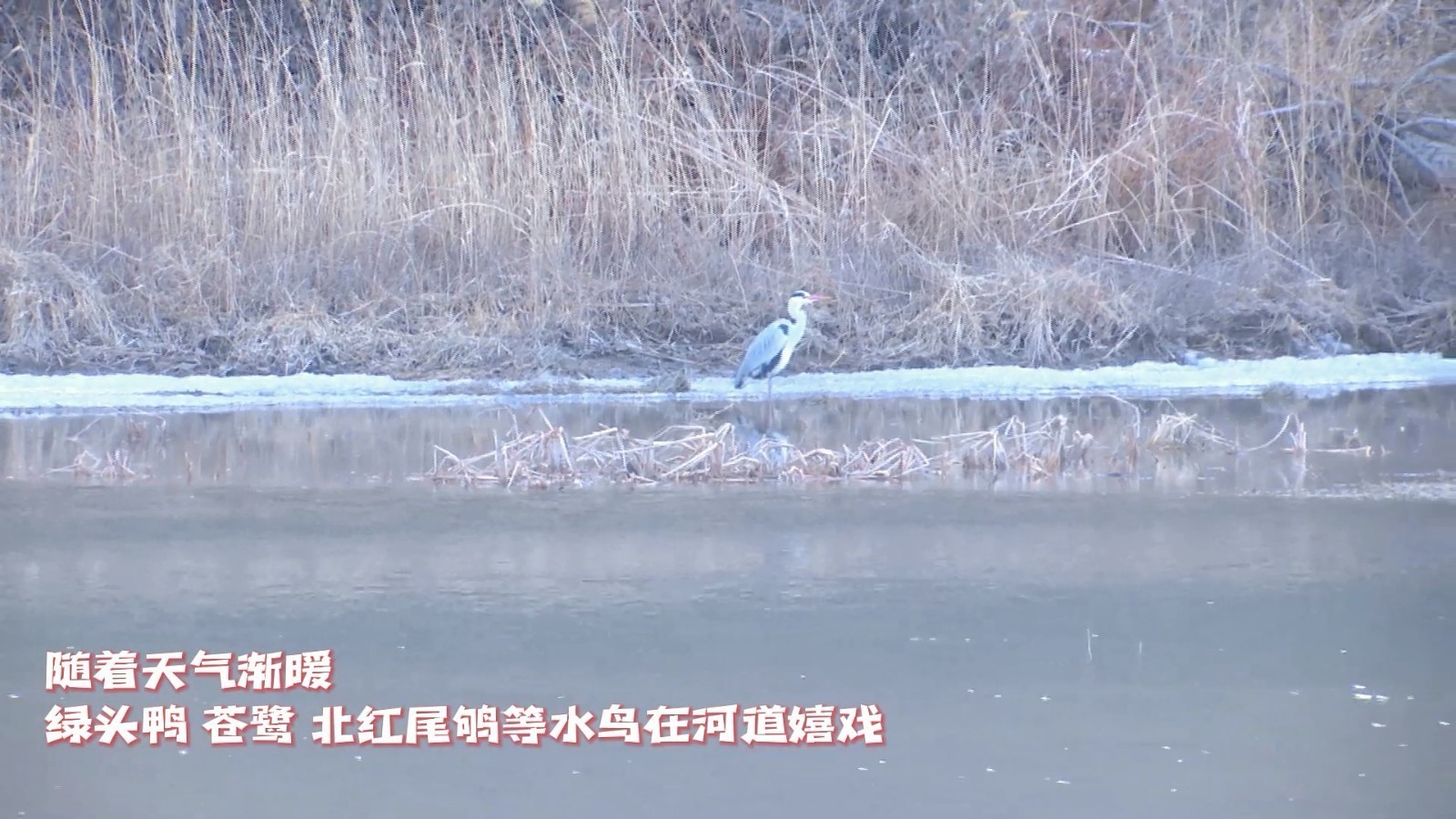 怀柔区汤河口镇的河面上迎来了二十多只绿头鸭、北红尾鸲、苍鹭等水鸟