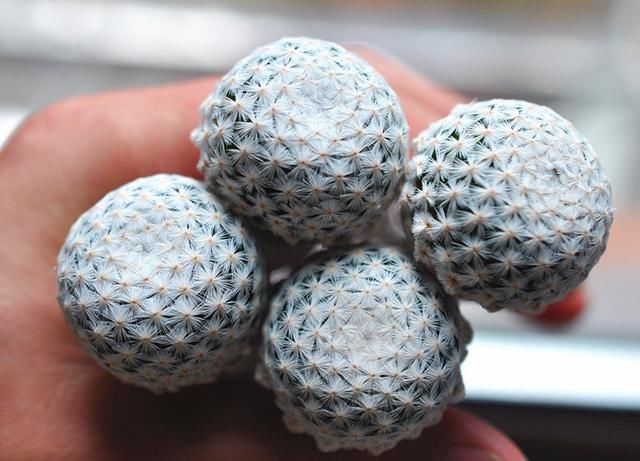 家庭盆栽多肉植物乳突球繁殖及栽培管理