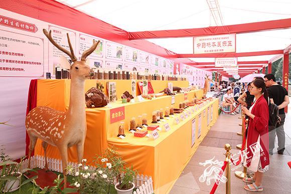 名中医义诊、体验中医适宜技术 重庆举行活动推广中医药法