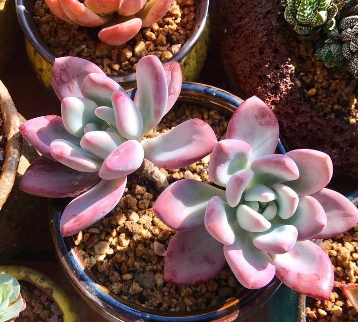 多肉植物根部发霉长毛?不要怕,做好防范措施,