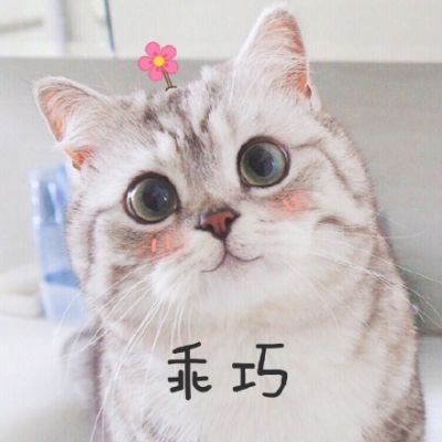 微信动物头像可爱萌宠小猫咪2018