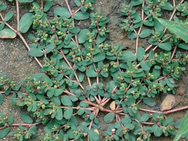 掐断这种植物的茎秆,你会发现它会流出白色的奶浆,所以因此在农村一般