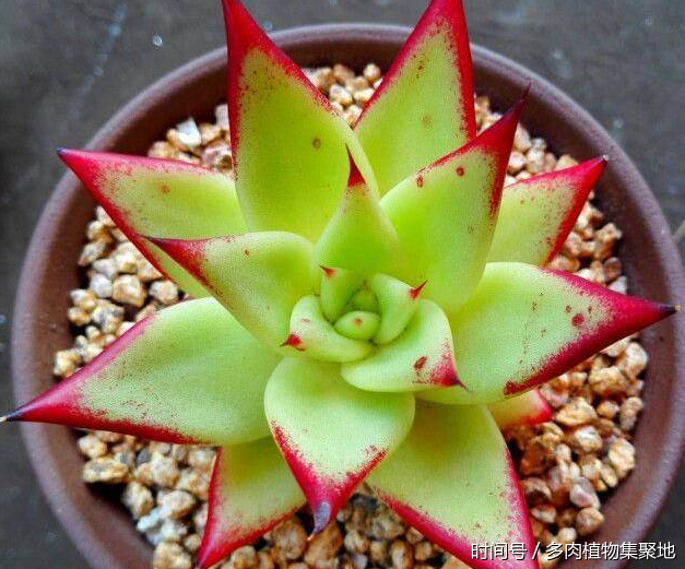 西瓜皮也能做多肉的肥料?用上后花卉长得快,也