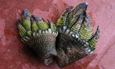 海岸边石缝里的"乌龟脚", 1斤120元仍抢手