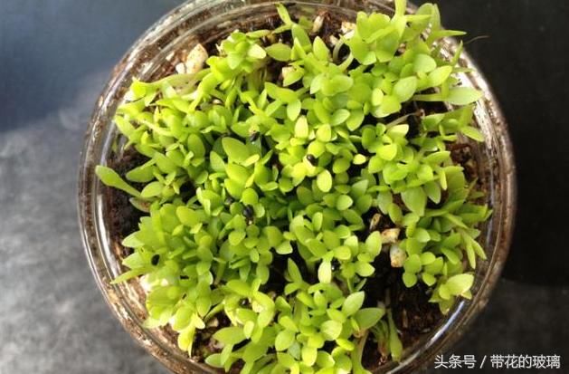 那么贵的火龙果别买了,自己在家也能盆栽,结的