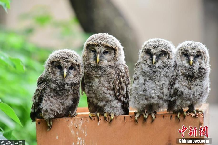 4只呆萌雕鸮幼雏被弃路边 市民好心相救