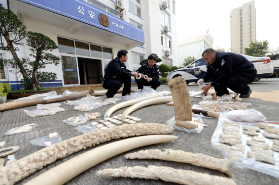 成功捣毁一个利用微信非法收购,运输,出售象牙制品的犯罪团伙,共缴获