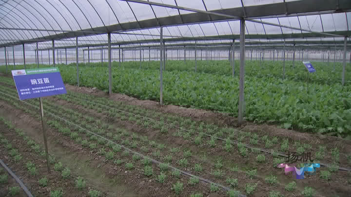 留住“黑菜、紫菜苔”的“正宗味道”,扬州对15种地产蔬菜进行保护! 留住“黑菜、紫菜苔”的“正宗味道”,扬州对15种地产蔬菜进行保护!