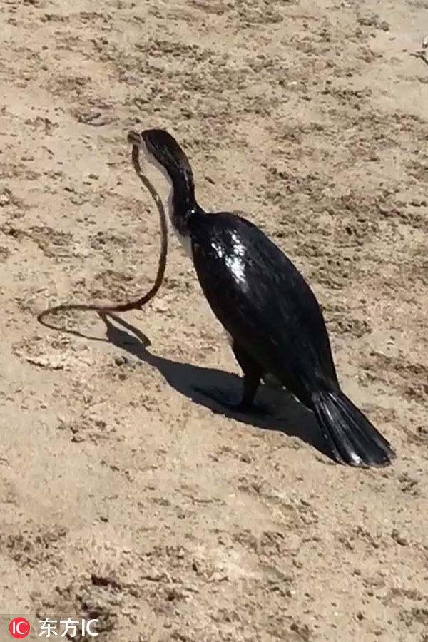 眼镜蛇遭鸬鹚捕食 被吞下肚仍挣扎为了活着拼搏至死