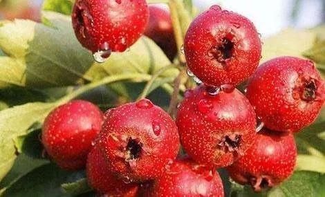 孕期所有不能吃的东西都在这了,准妈妈们收好