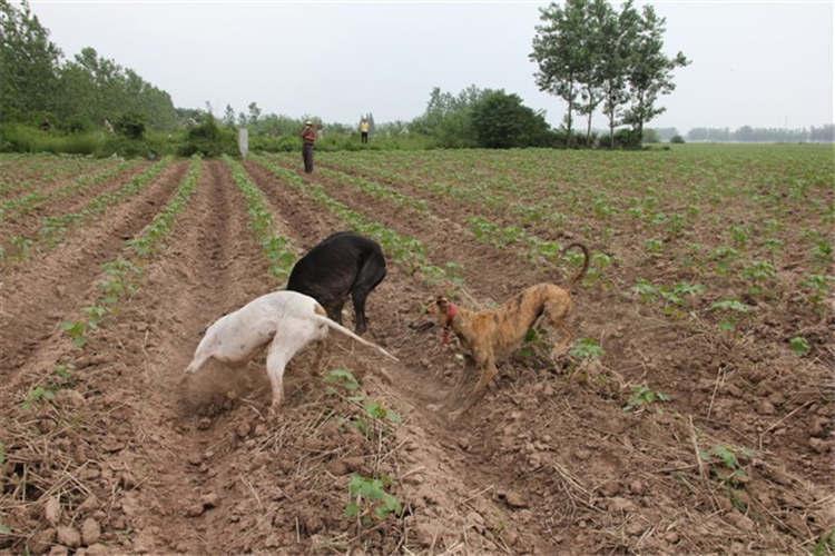 山地呢,就要用撵山狗,例如凉山犬,胡子狗,下司犬,格力犬,比格犬,波音