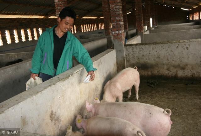 农村养猪每头能赚多少钱?农村养猪补贴政策