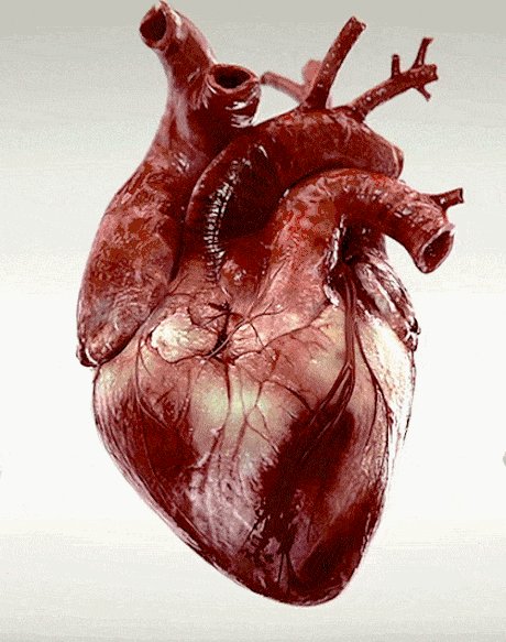 心脏越圆患病风险可能越高