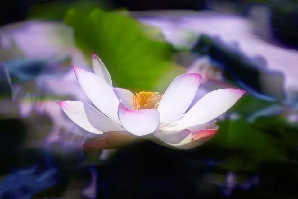 南怀瑾老师:禅宗的禅,不离禅定修证的工夫