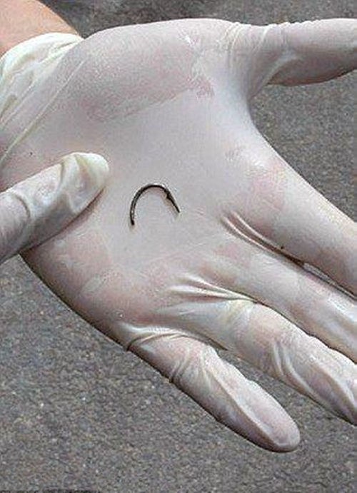 遭钩扎一辈子不吃肉的绞口鲨,遭遇让游客深感同情