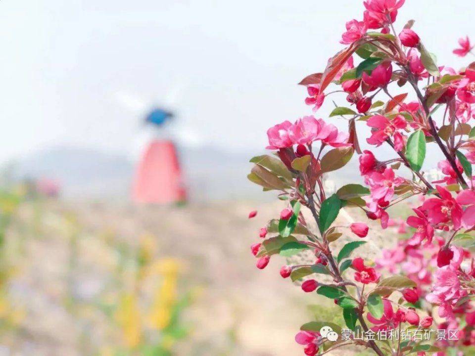 十二星座女生对应什么花?简直准到吐血!
