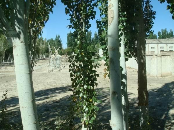 谷歌地图上唯一可见的五条人类标语,出自培养