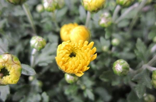 胃热、肝火大,口干、口苦、口臭,几种小植物泡