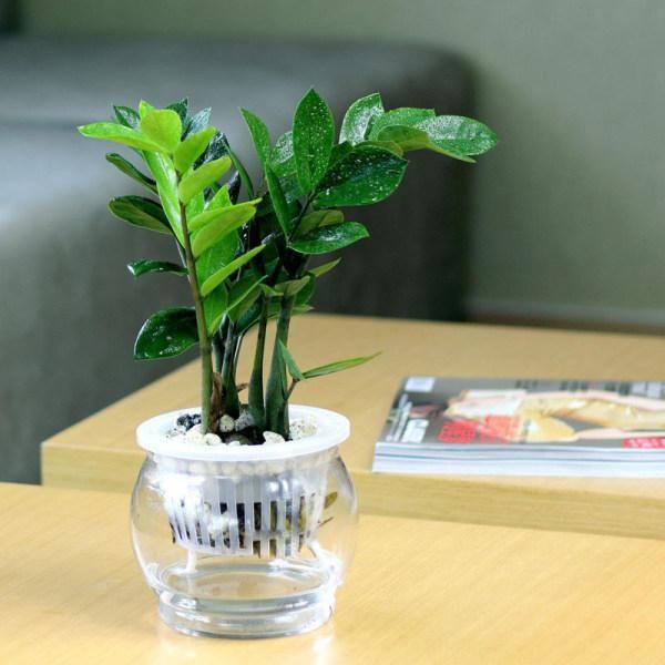 金钱树养护技巧,有很多好处!夏季怎么扦插呢?