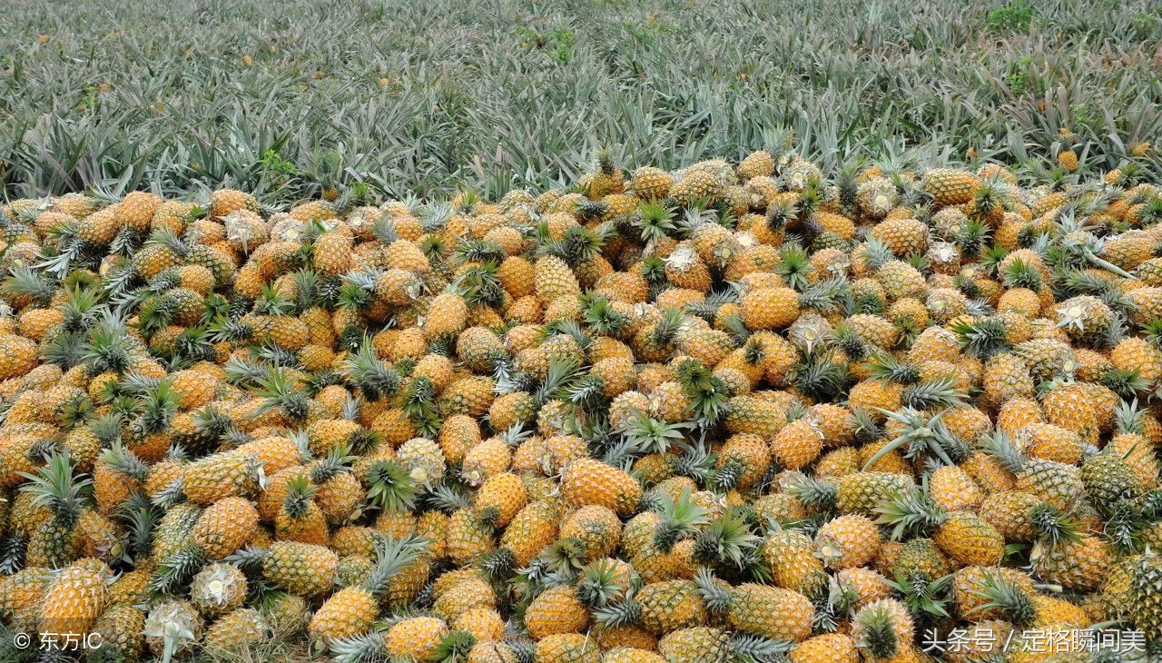 又到一年菠萝收获季 您见过菠萝海吗 快来看看