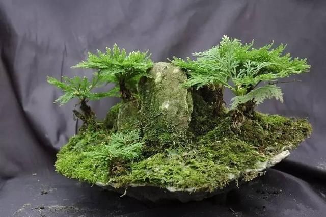 《九死还魂草》的功效这么全面,难怪这么多人