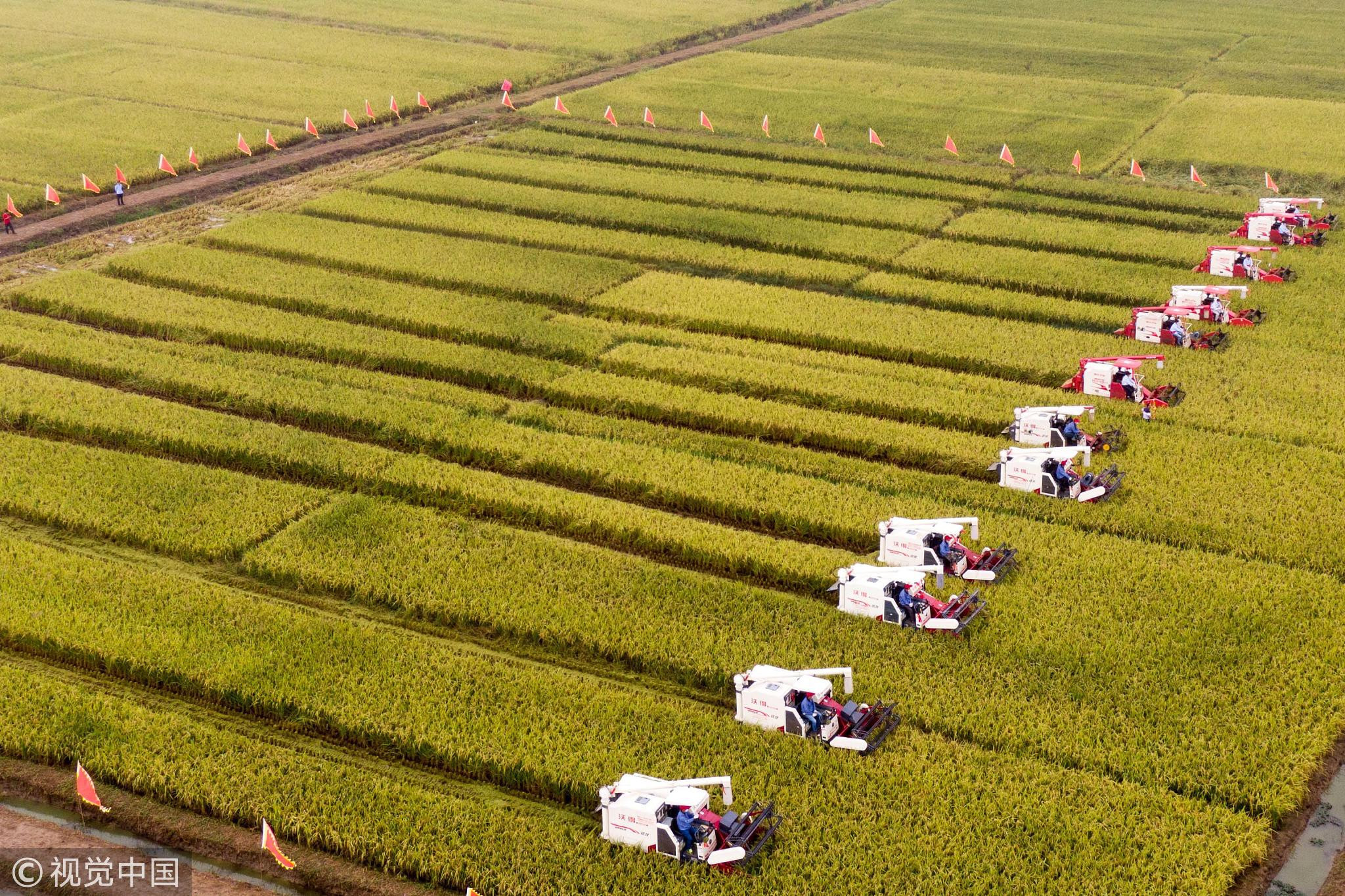 喜悦!江苏盱眙稻田收割 喜悦!江苏盱眙稻田收割