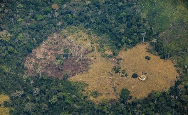 经济发展原罪,地球之肺50%森林被摧毁,物种大量灭绝