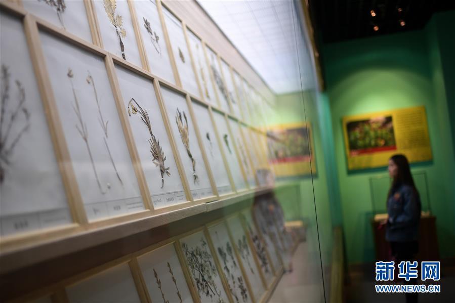 5月16日,在中国藏医药文化博物馆内,一名观众参观藏药标本