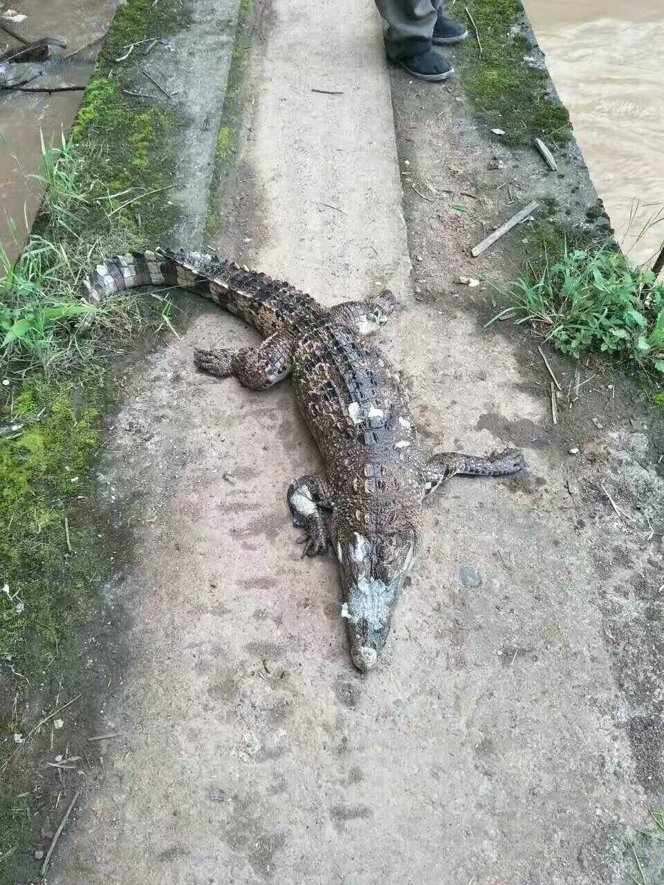 四川一月内3次发现疑似放生鳄鱼 活体被当场击毙