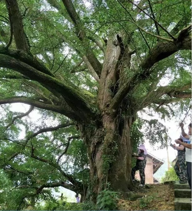 雷山县发现一棵千年古银杏树,树龄大约1500年