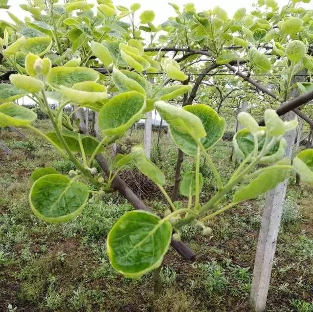 4月管理不好,猕猴桃不开花!及时关注猕猴桃4月