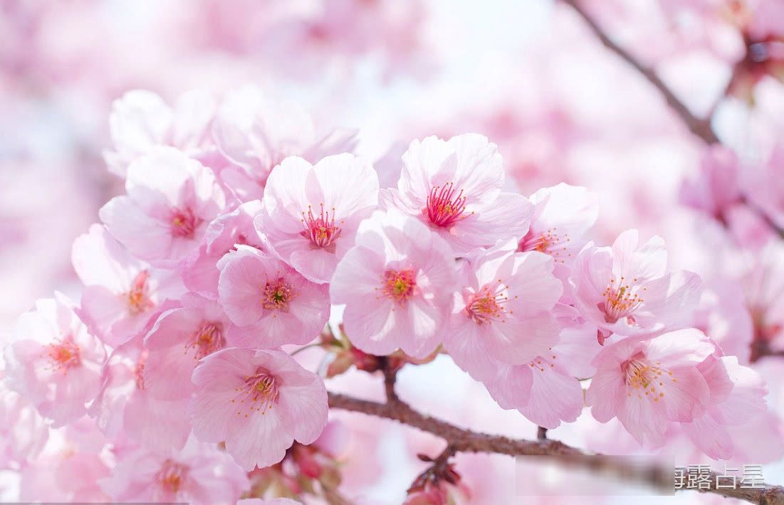 六月恋爱季,3大星座有桃花运缠身,好运满满,宜恋爱忌单身!