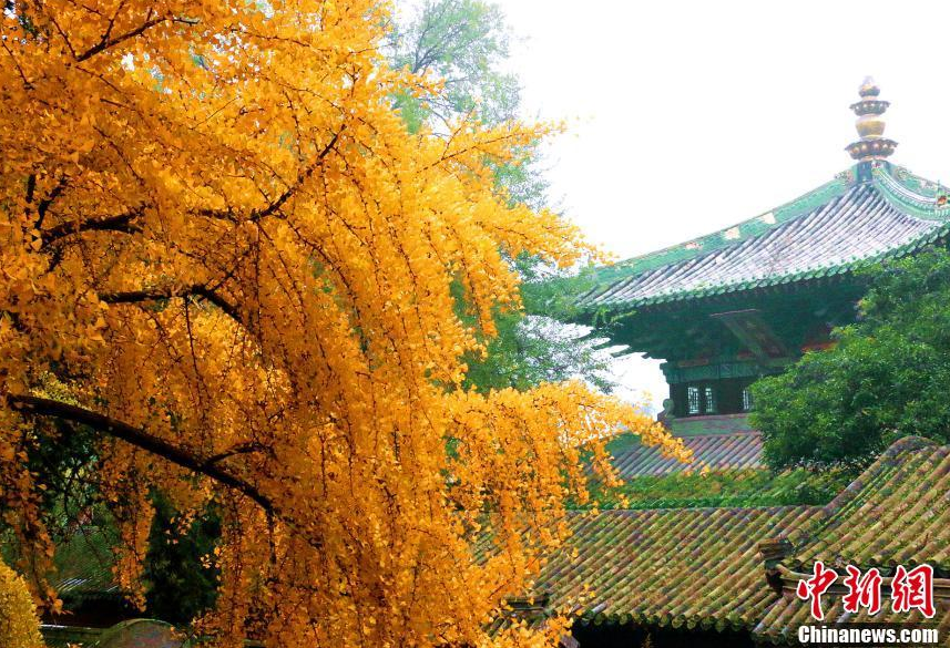 已入深秋，河南登封少林寺内的几棵千年银杏古树叶子已经全部金黄，进入一年中最美的时节。秋风中，随风飞舞的扇形银杏叶如金色蝴蝶，零落飘散在少林寺内的甬道和莲阶之上，与素衣僧人、古朴的寺庙建筑相得益彰，令禅宗祖庭少林寺禅意愈浓，甚是唯美。