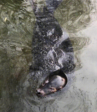 趵突泉的海豹、故宫的鹿...盘点那些景区意外走红的动物 趵突泉的海豹、故宫的鹿...盘点那些景区意外走红的动物