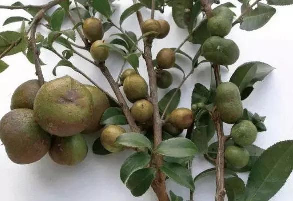 农村一种常见植物, 果实能够榨油, 其中还藏有一种美食, 你敢吃吗