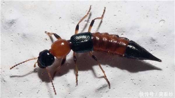 男子身上被虫咬后疼痒难忍,结果导致皮肤溃烂