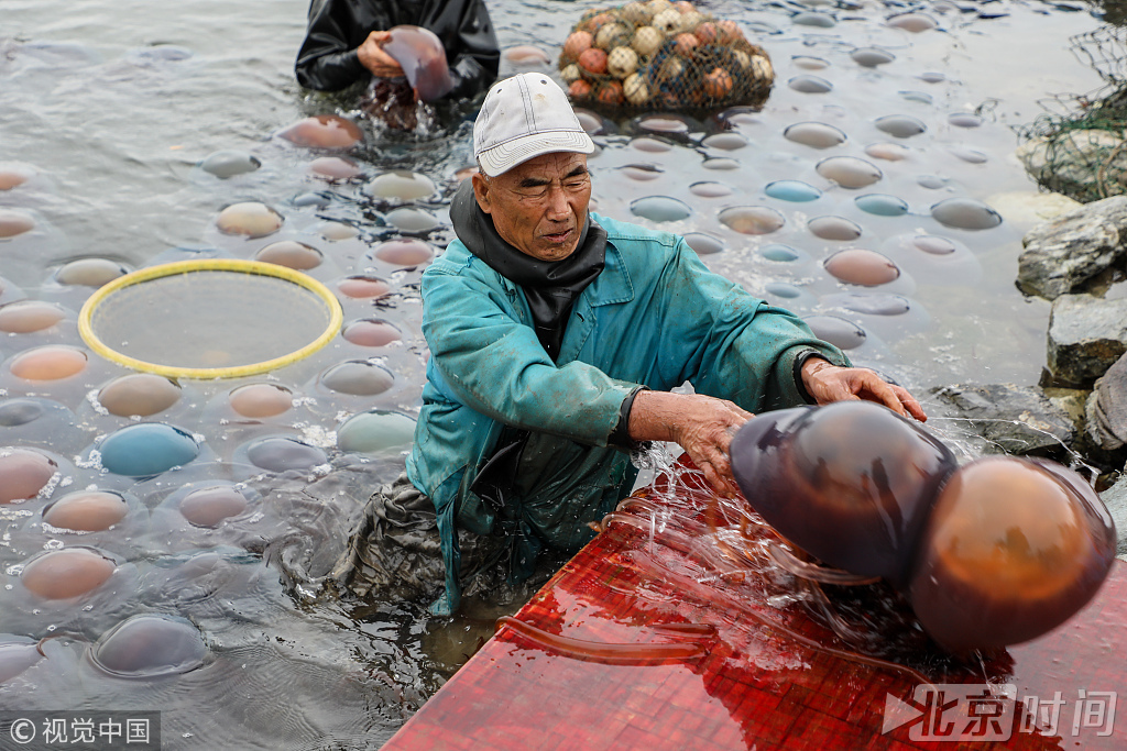 2018年7月8日,辽宁丹东。海蜇捕捞季。椅圈镇一海水养殖区,渔民从海水池子里捞海蜇。