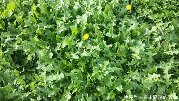 农村风吹满天飞的野草,人称尿床草,是中药材