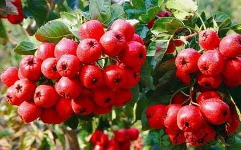 高血压糖尿病老人便秘怎么治