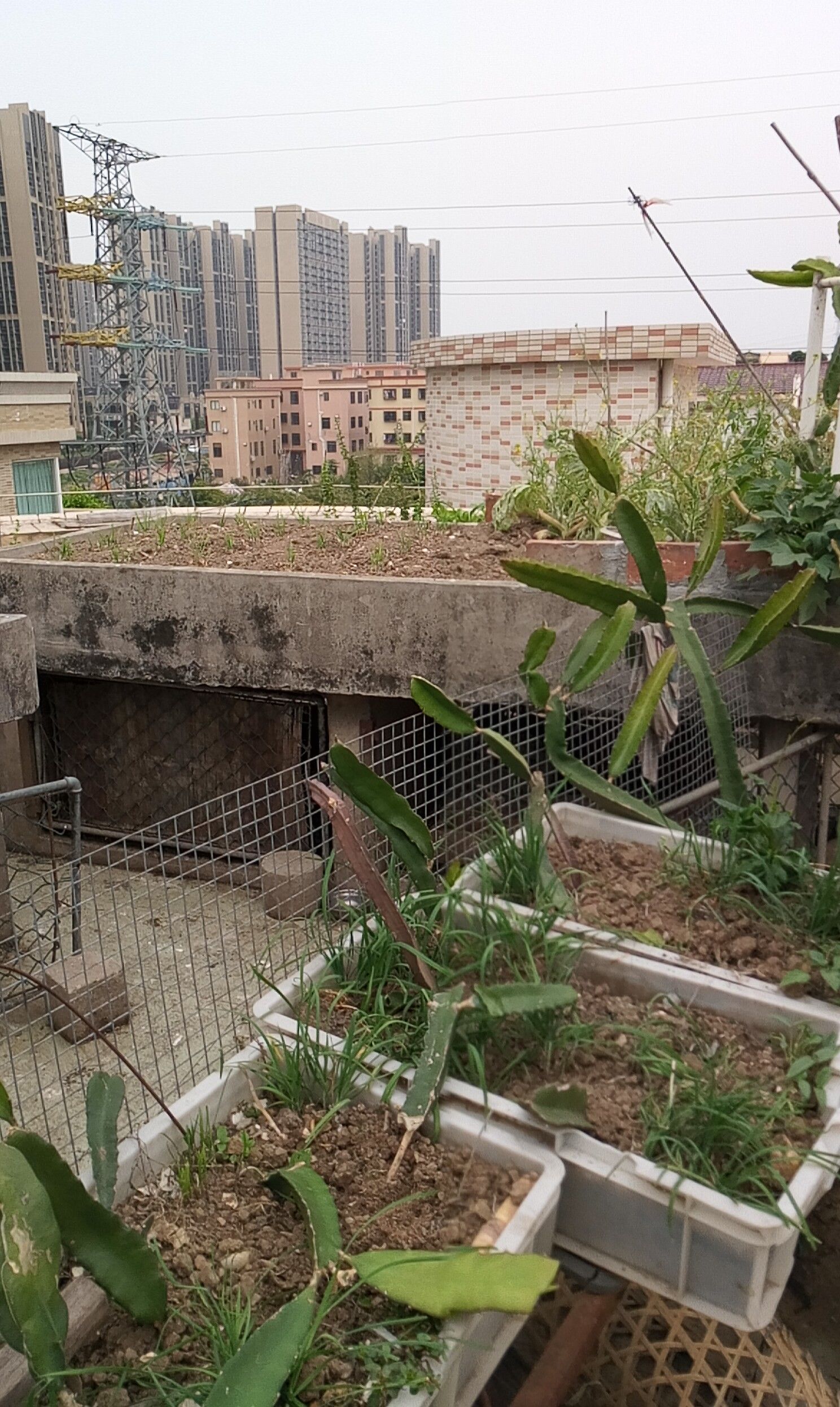 天台上种满火龙果,不信吃不到一个果子,吃花味