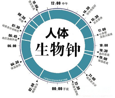 人体生物钟(图片摘自尚书坊)