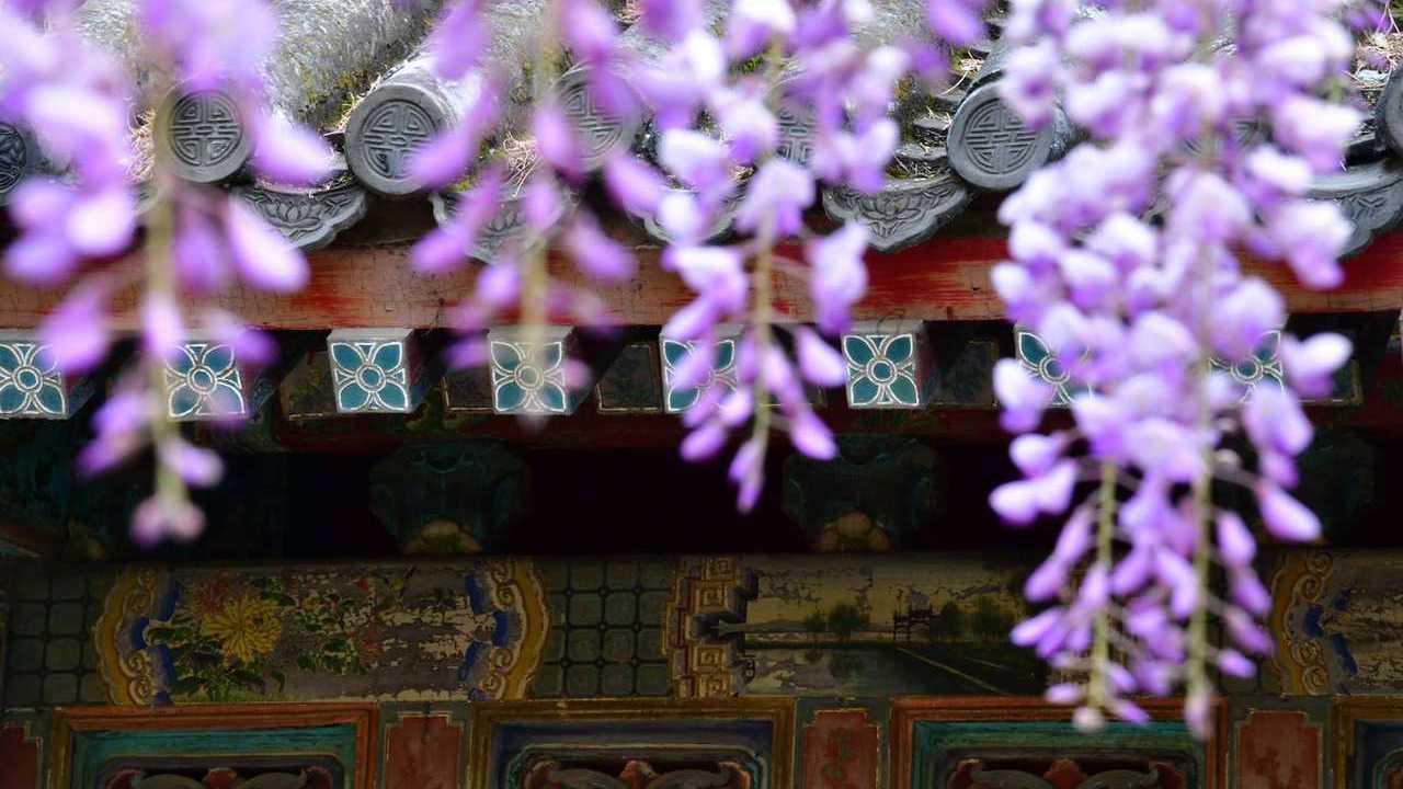 抬头遇见浪漫！京城紫藤“花开成瀑” 梦幻了整个春天❀